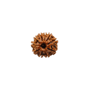 10 Face Rudraksha