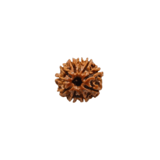 10 Face Rudraksha