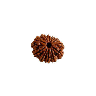 11 Face Rudraksha