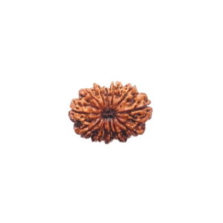 12 Face Rudraksha