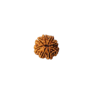 8 Face Rudraksha