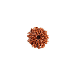 9 Face Rudraksha