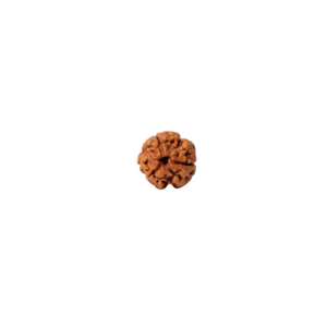 3 Face Rudraksha