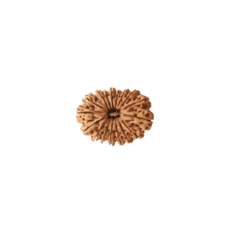 16 Face Rudraksha