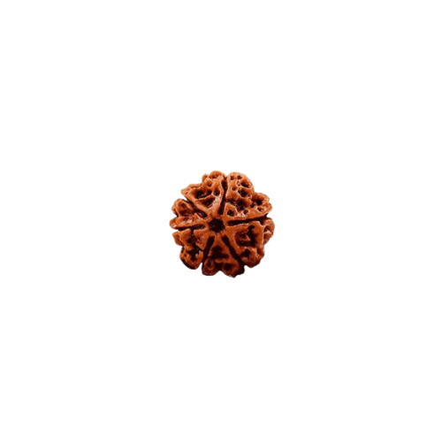 6 Face Rudraksha