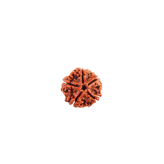 5 Face Rudraksha