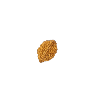 2 Face Rudraksha