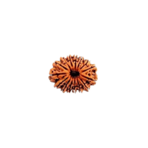 15 Face Rudraksha